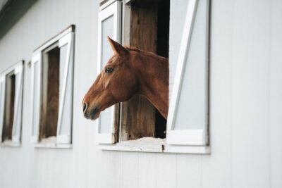 horse, barn, nature